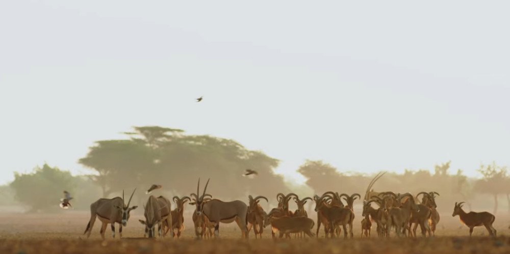 Sir Bani Yas Island